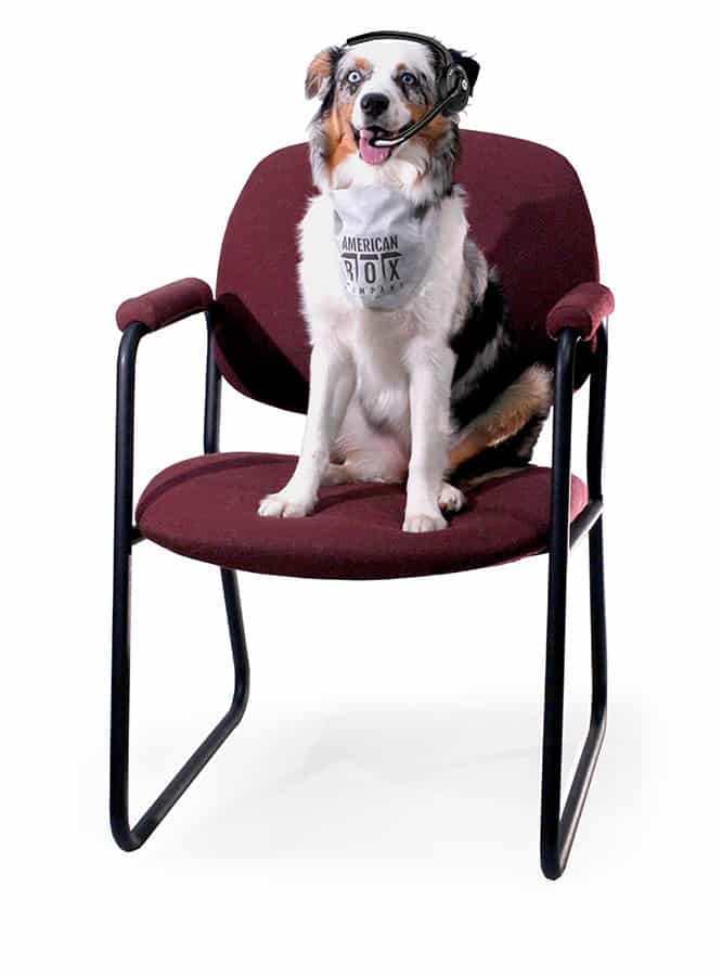 Dog wearing American Box bandana and contact headset sitting in office chair